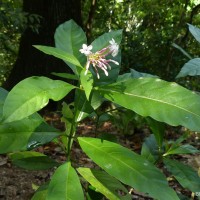 Rauvolfia serpentina (L.) Benth. ex Kurz